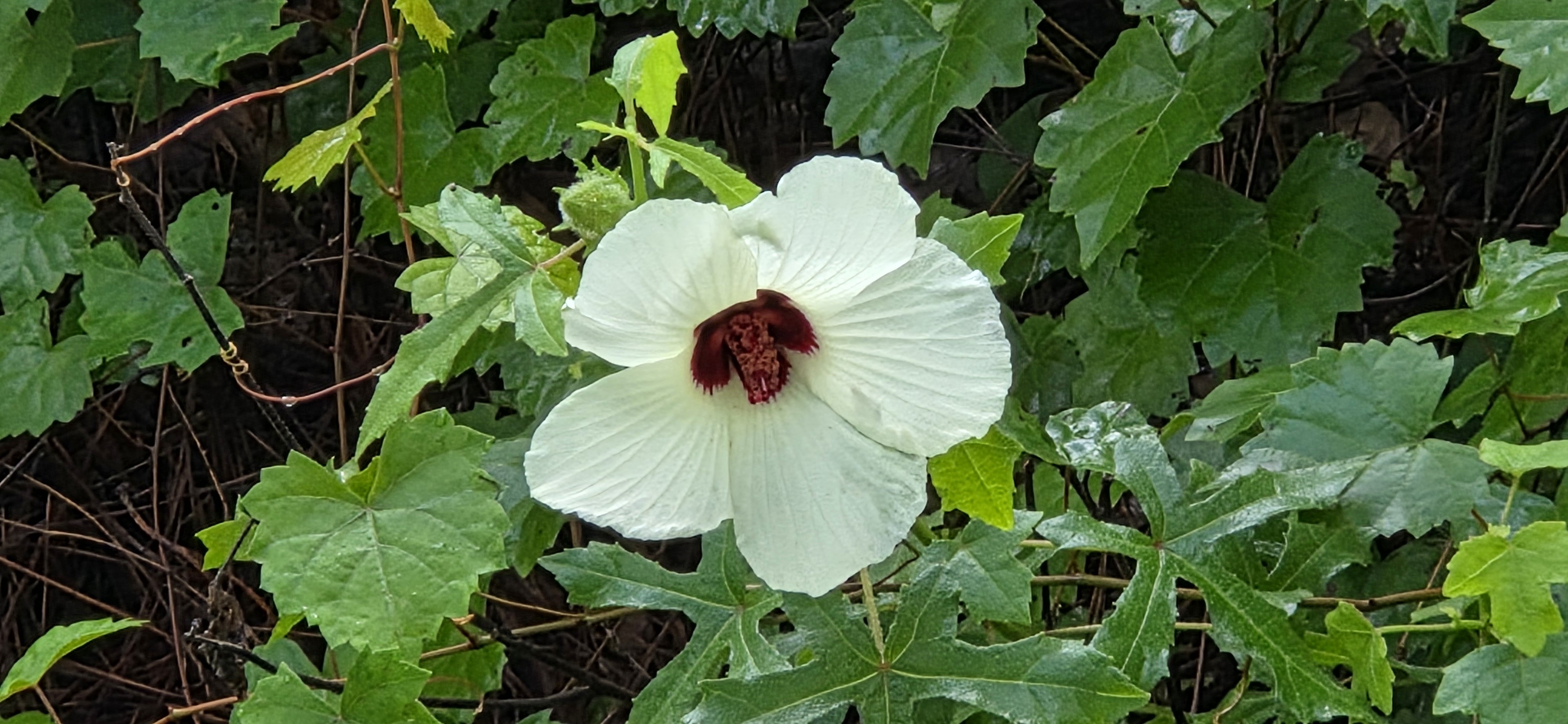 Halberdleaf Rosemallow, Hibiscus laevis