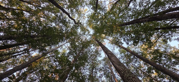[Looking up]