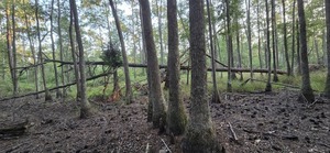 [Looking north with deadfall]