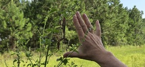 [Hand-span Mantis]