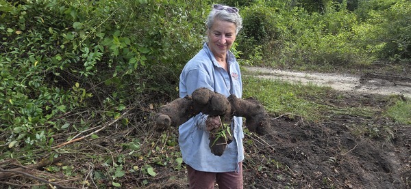 [Gretchen with a big Smilax root]