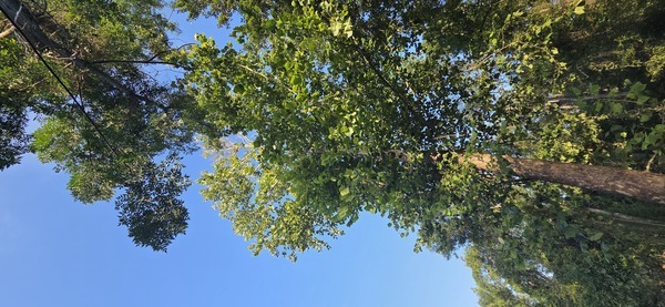 [Gretchen's Sycamore]