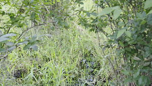 [Movie: Birds, Gretchen, Sky Dog, pond (33M)]