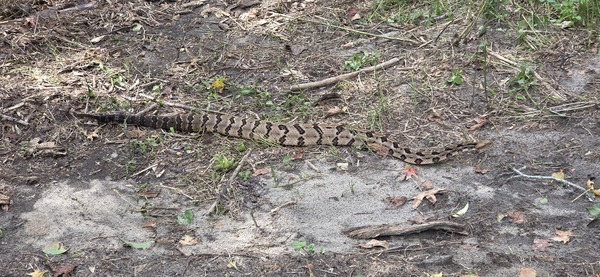 [Straight snake]