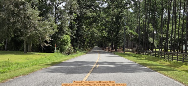 [Zoomed Tree Canopy on Coppage Road, 2026:08:08 10:41:37, 30.9892414, -83.2981912 --jsq for CRSG]