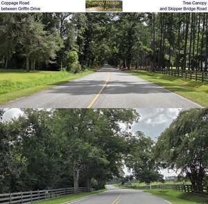 [Coppage Road Tree Canopy, between Griffin Drive and Skipper Bridge Road]