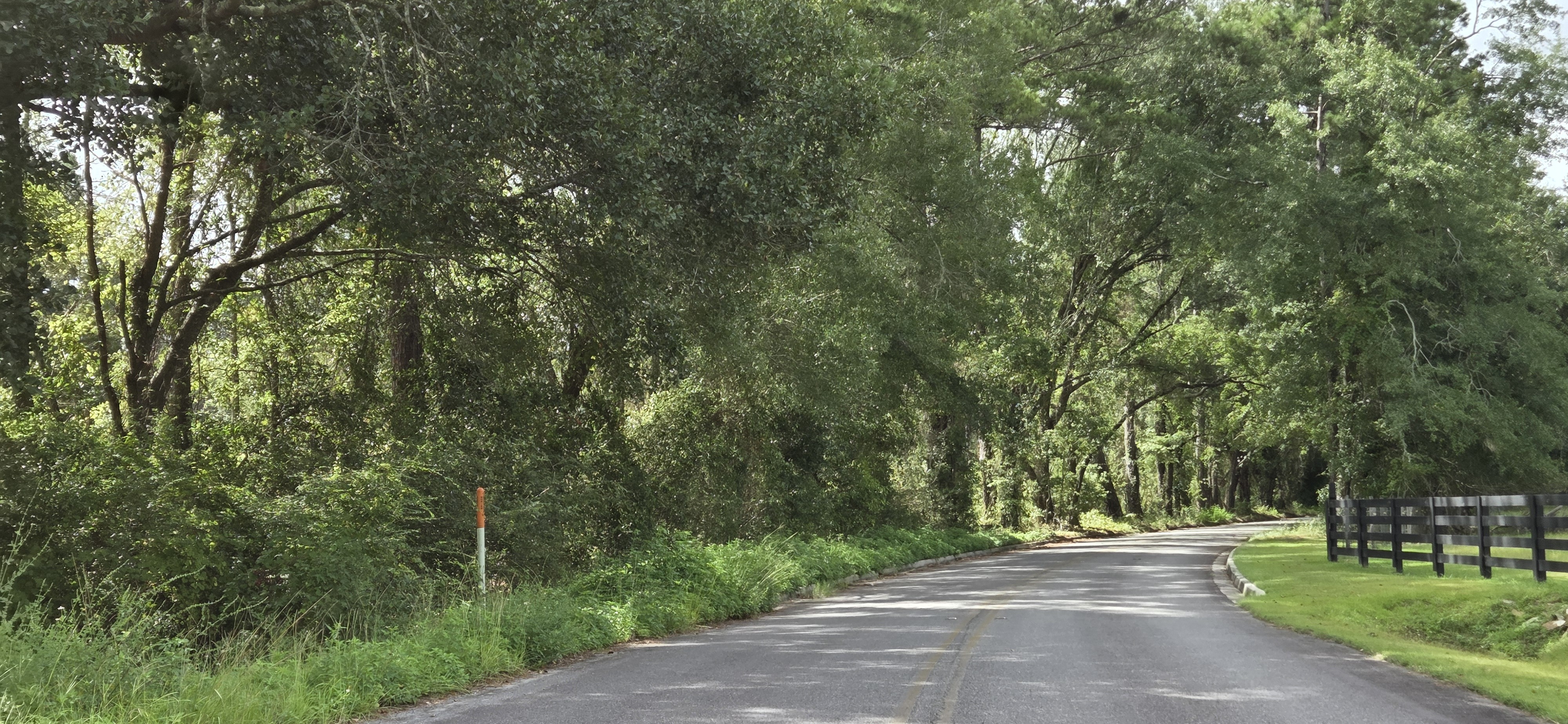 North canopy, Quarterman Road, 2026-08-08 --jsq for OPF, 2026:08:08 10:50:09, 31.0044206, -83.2735535